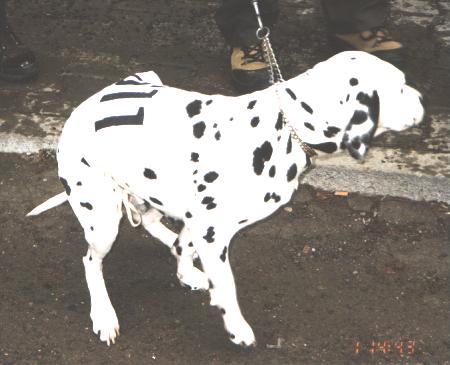 Fenka Enka